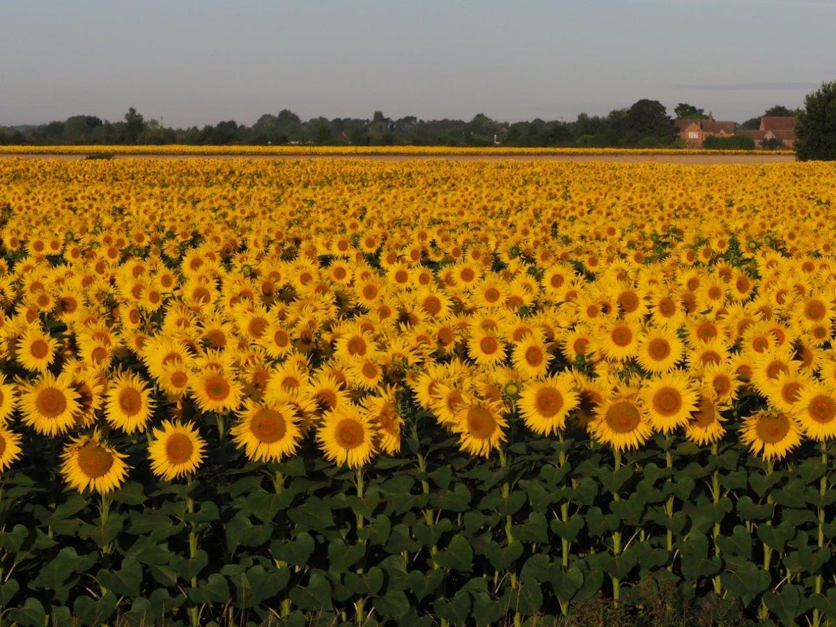 Sunflower Farm Near Me 2019 See More on | Home Lifestyle ...