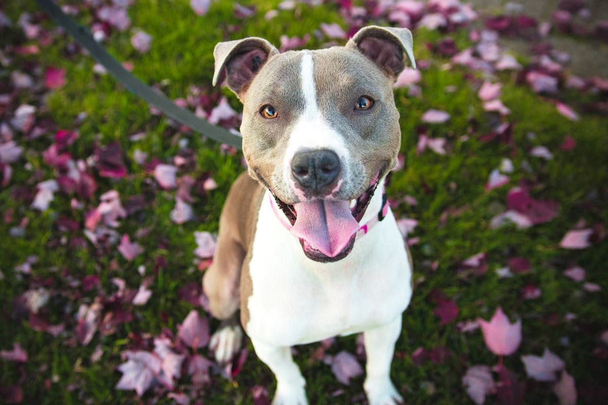 Staffordshire bull terriers are named as our favourite dog breed
