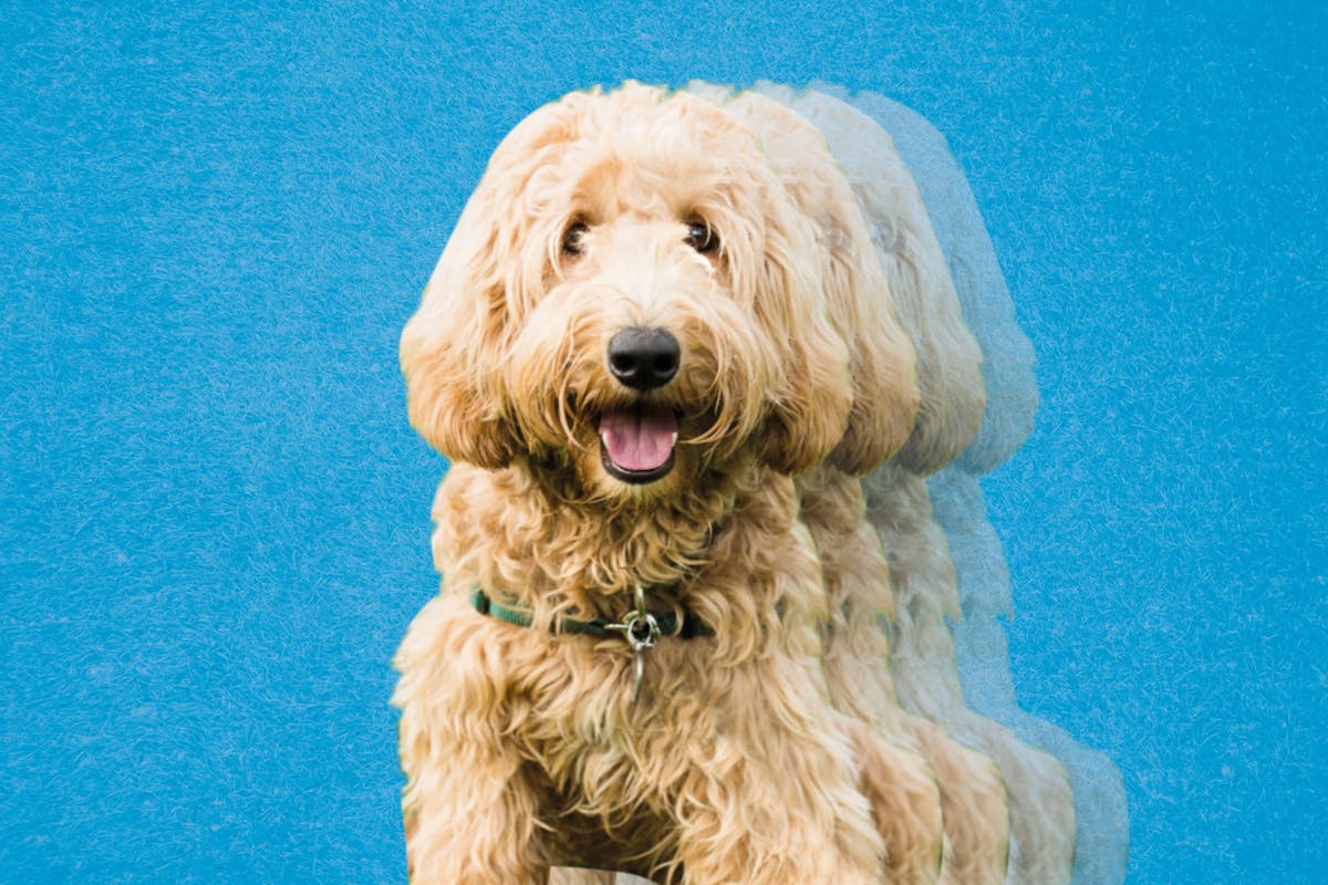A dog on a blue background