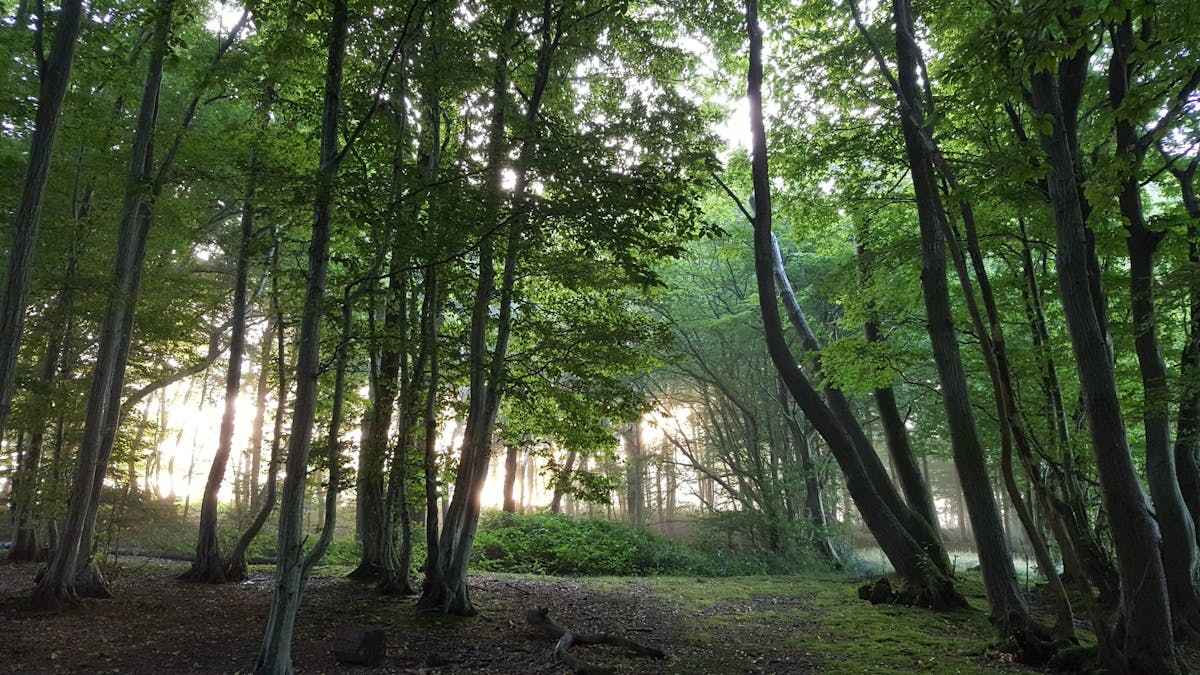 Forest bathing UK: Japanese wellbeing near me