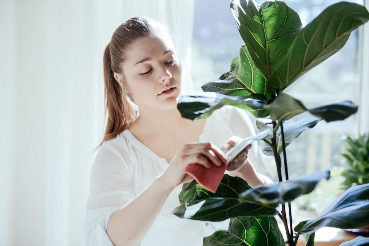 Houseplant symbolism: a young woman waters an indoor plant at home
