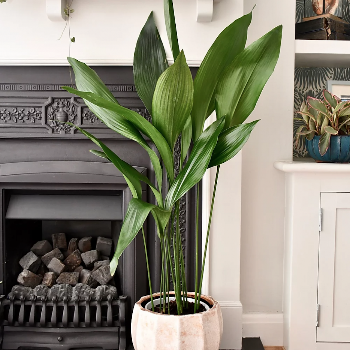 11 tall, statement plants to decorate your home and office