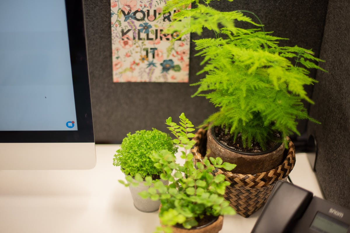 This Company Has A Plant Budget To Promote Workplace Wellbeing