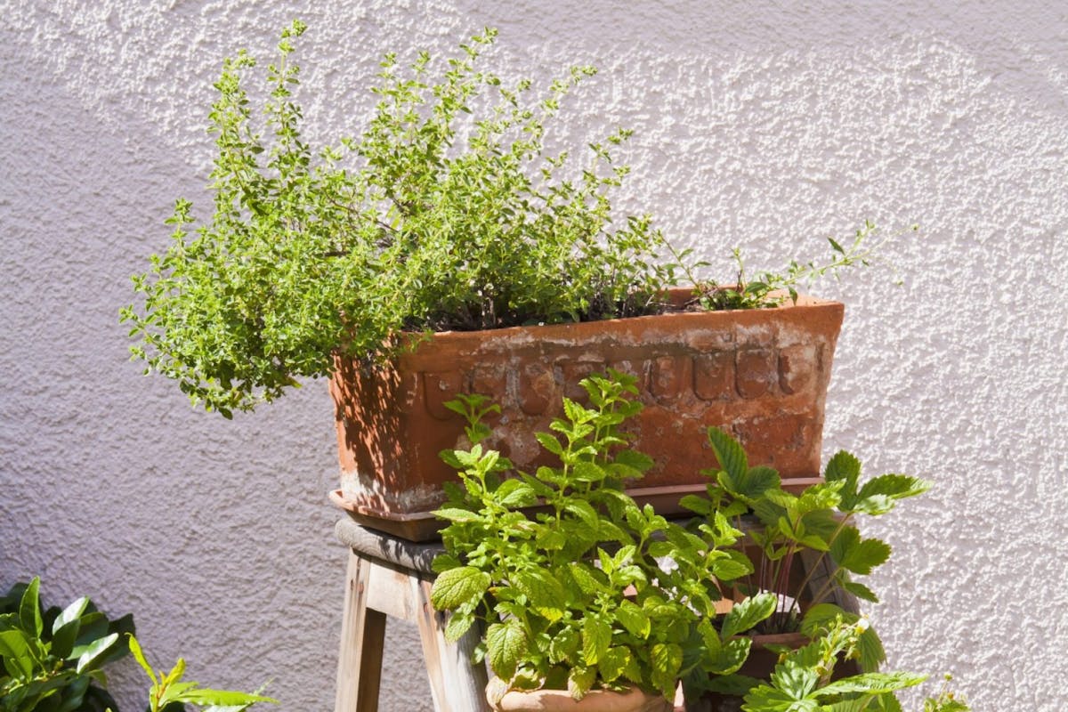 Grow herbs at home