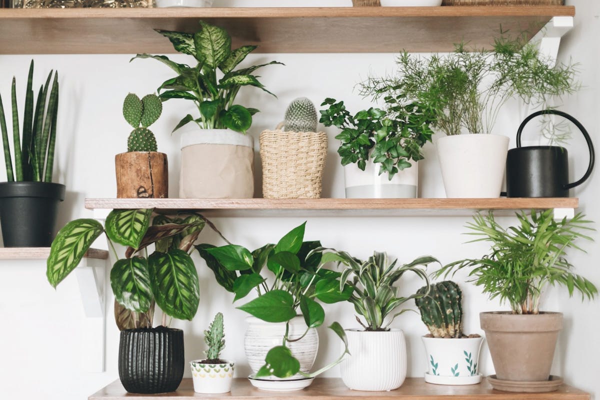 Shelves filled with houseplants