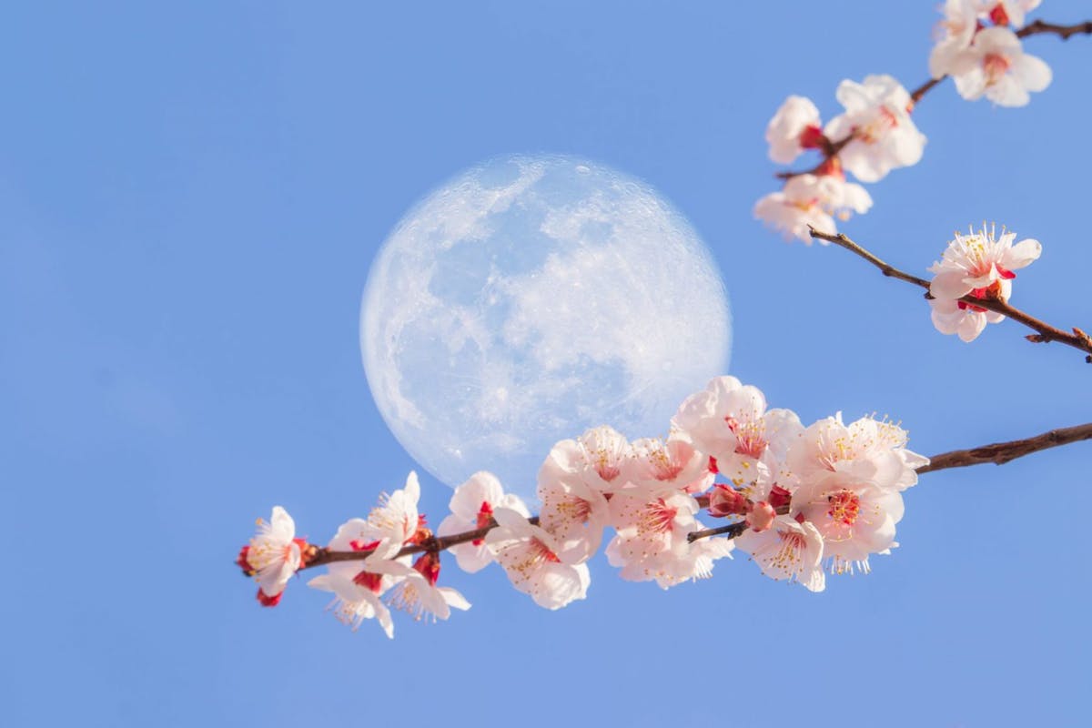 What is the Super Flower Moon, and how can I see it?