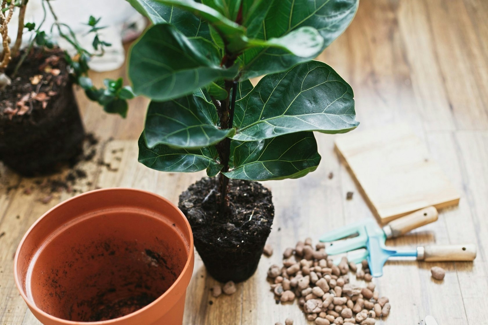 How and when to repot a plant, according to a houseplant expert