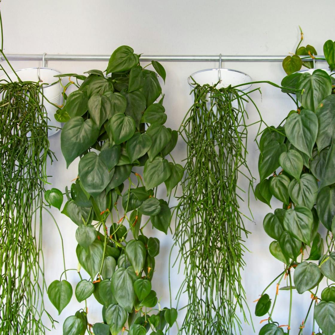 Trailing houseplants 10 hanging plants for an indoor jungle feel