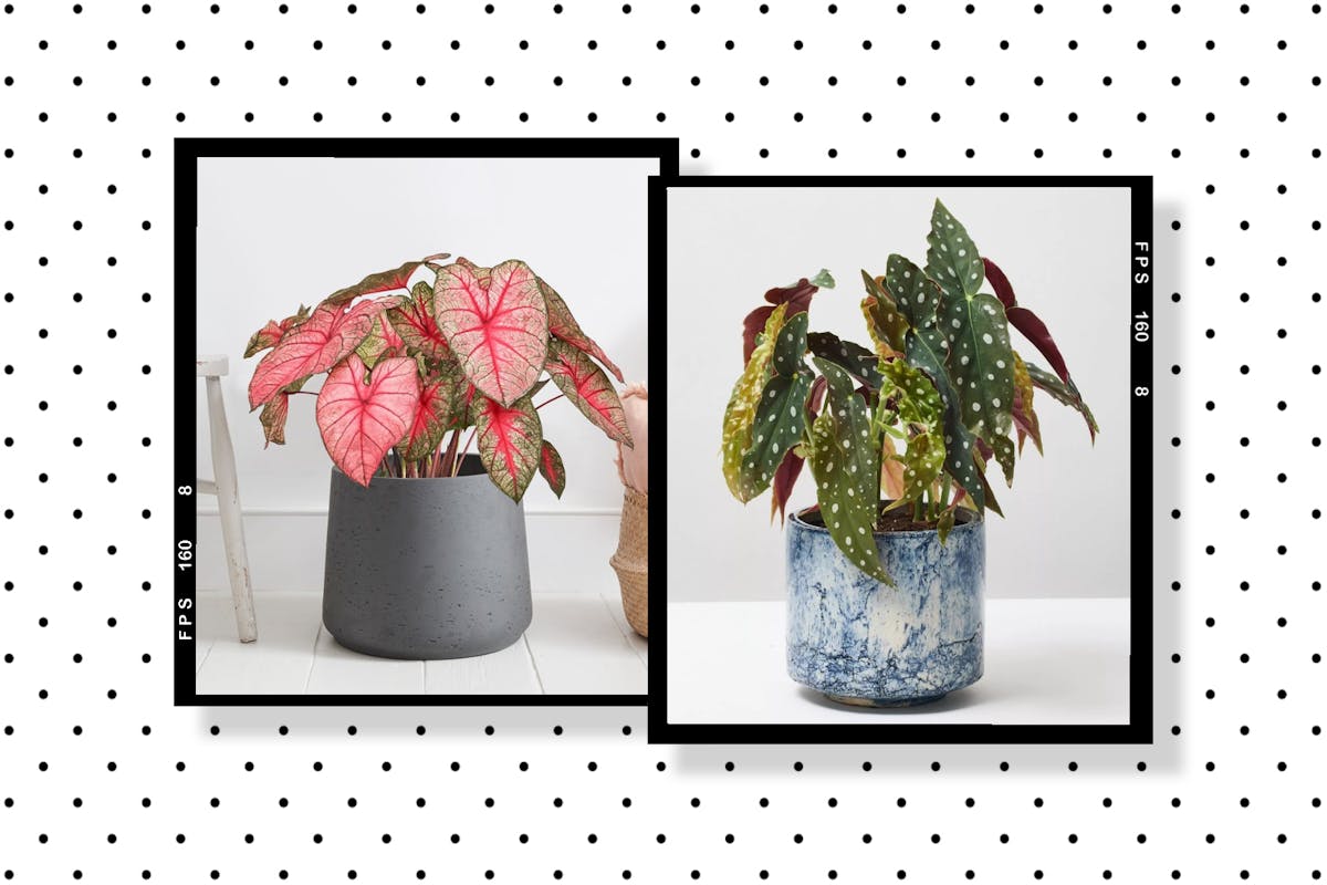 Two rare houseplants in a collage