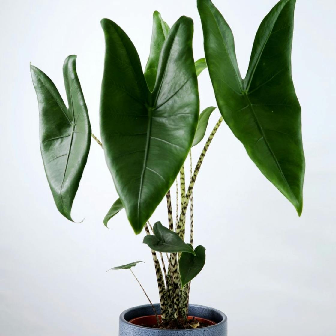7 Unusual Houseplants To Add A Splash Of Excitement To Your Home