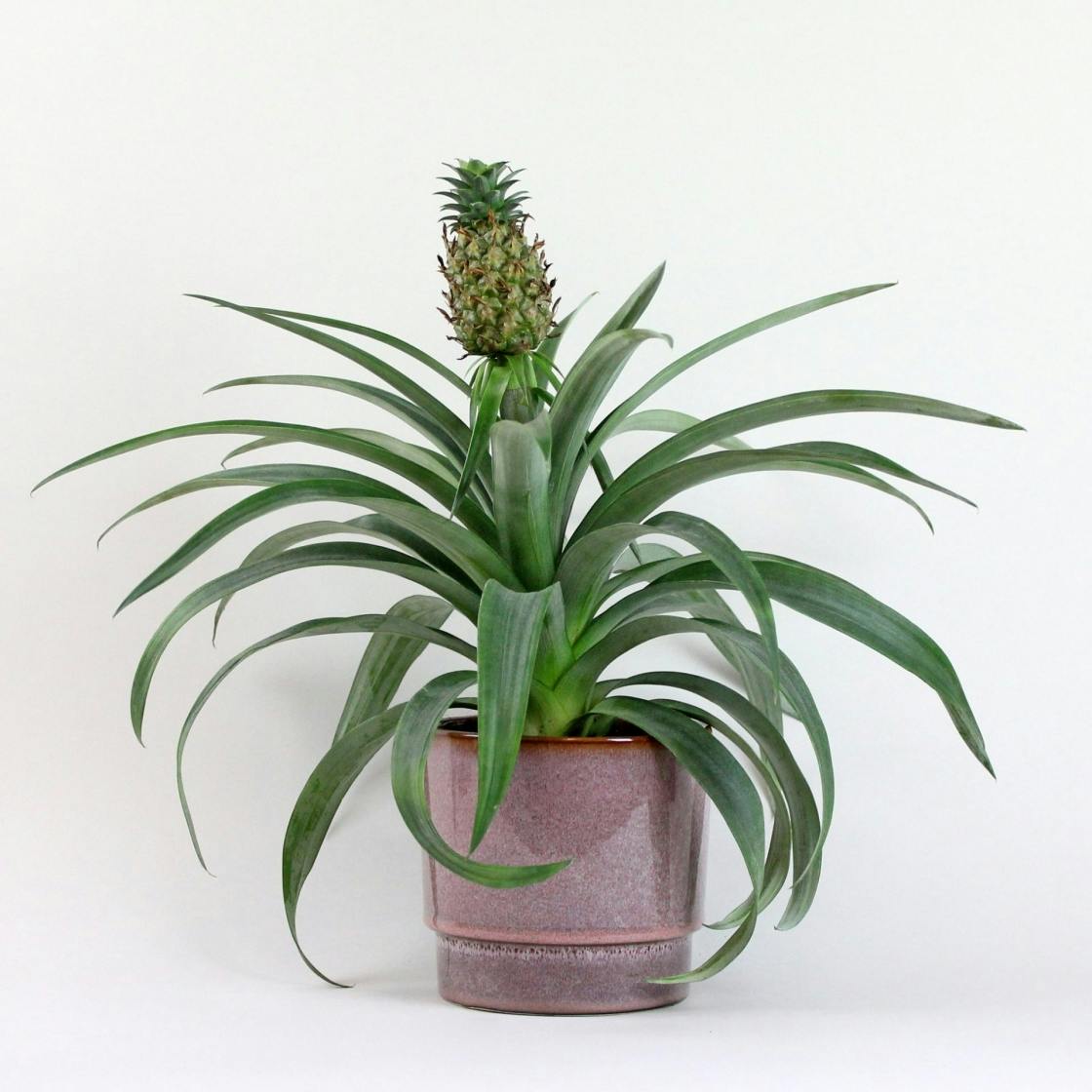 7 unusual houseplants to add a splash of excitement to ...