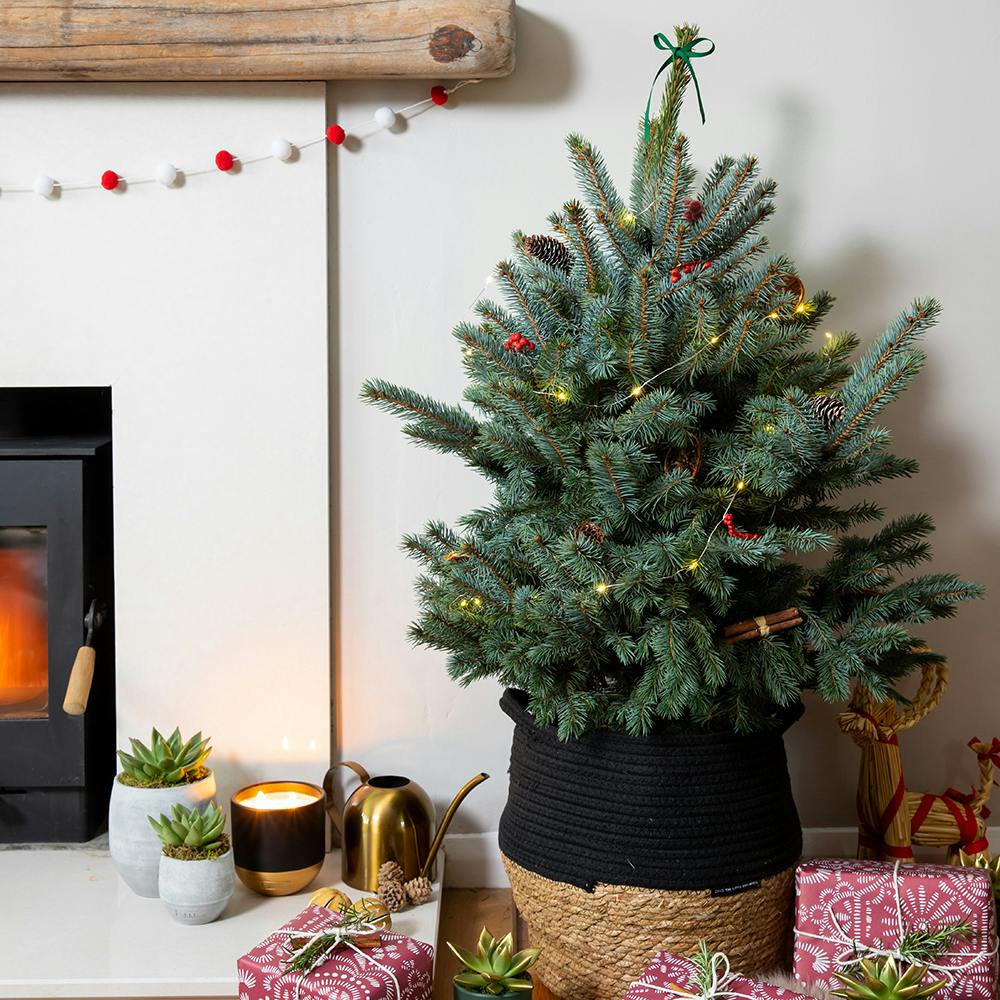 8 Christmas houseplants to make your home extra festive