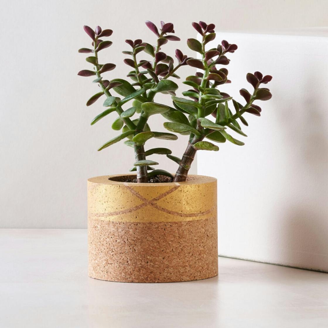 Plant gifts online uk