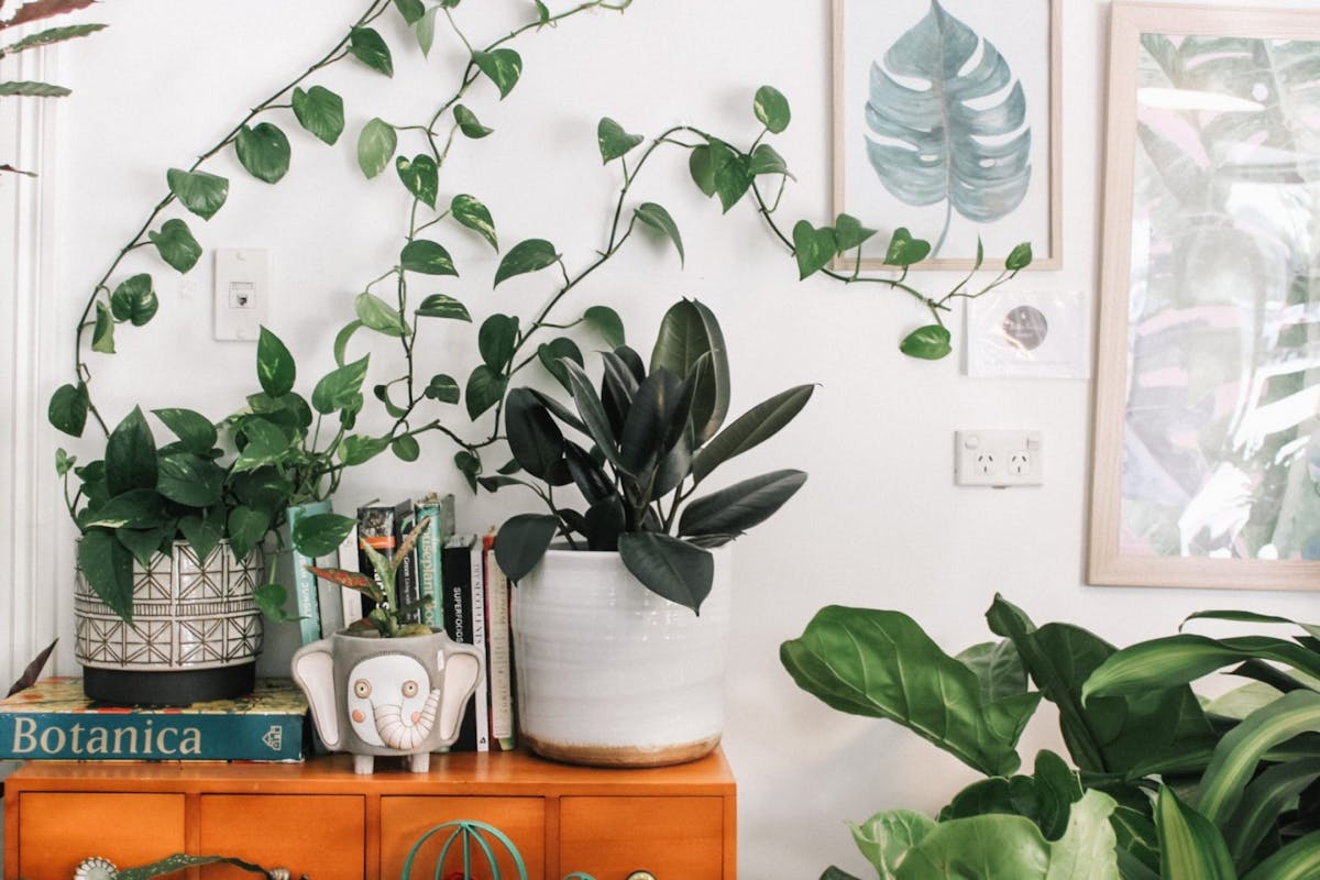 Houseplants displayed on top of a dresser