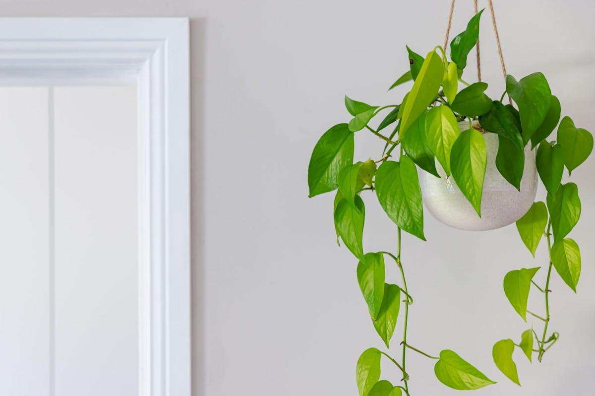 A hanging plant indoors
