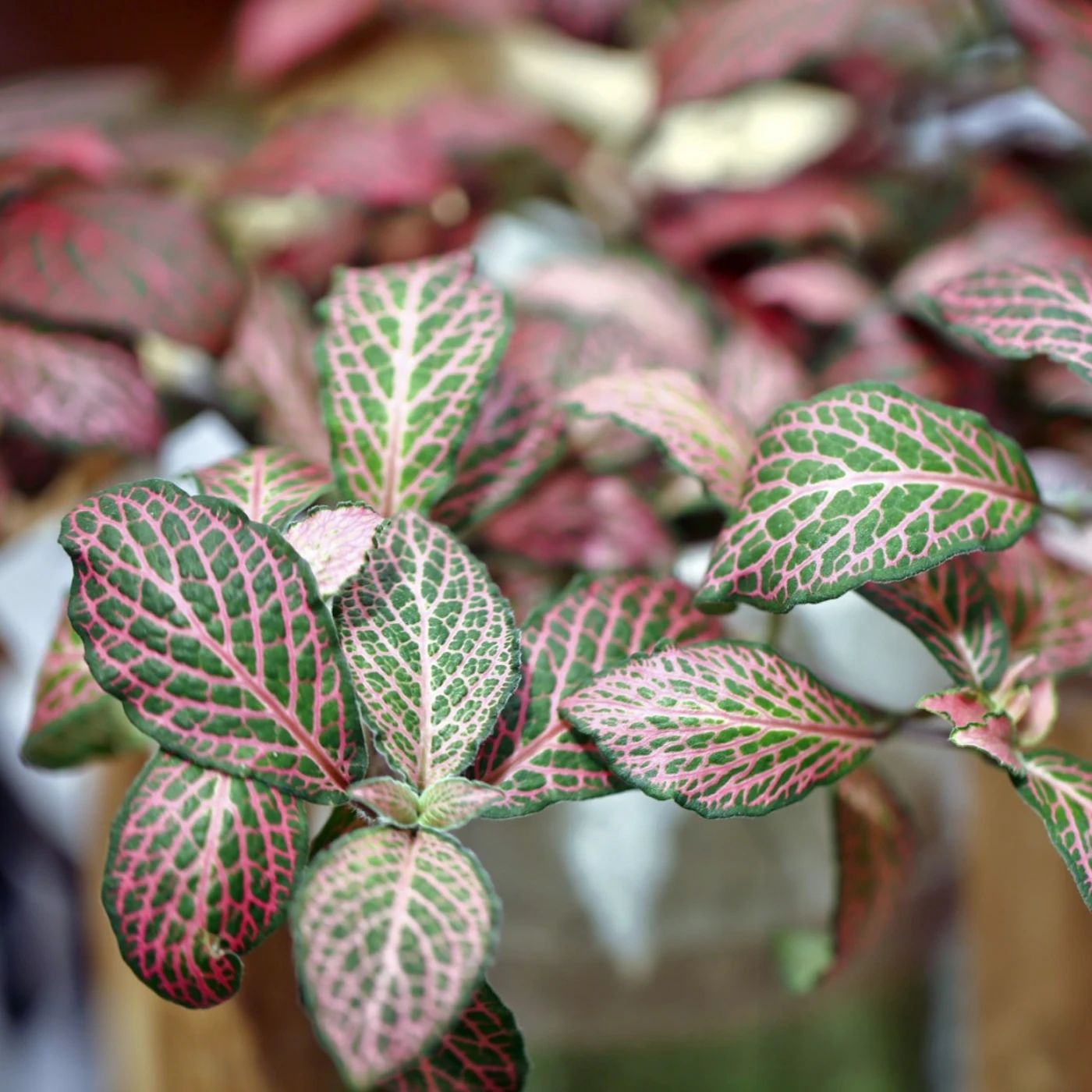 11 colourful indoor plants to brighten up your home