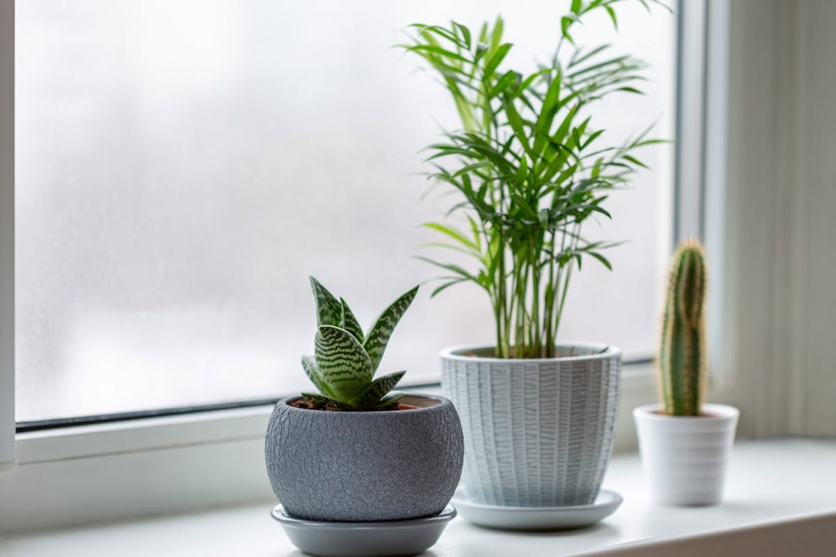 Three small plants on a windowsill