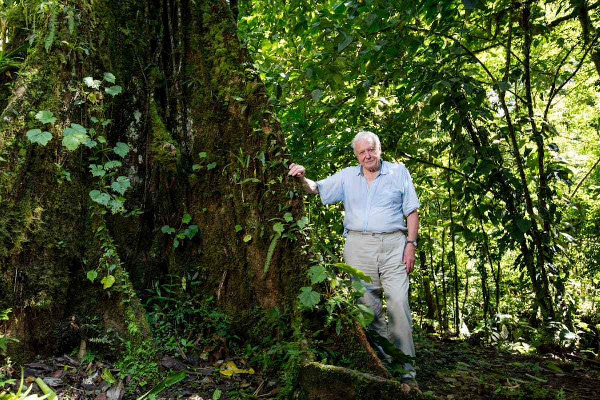David Attenborough stood next to a tree