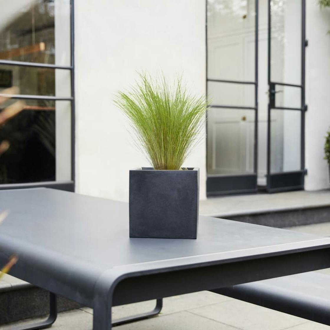 Outdoor plants: revamp your balcony with Patch's new collection