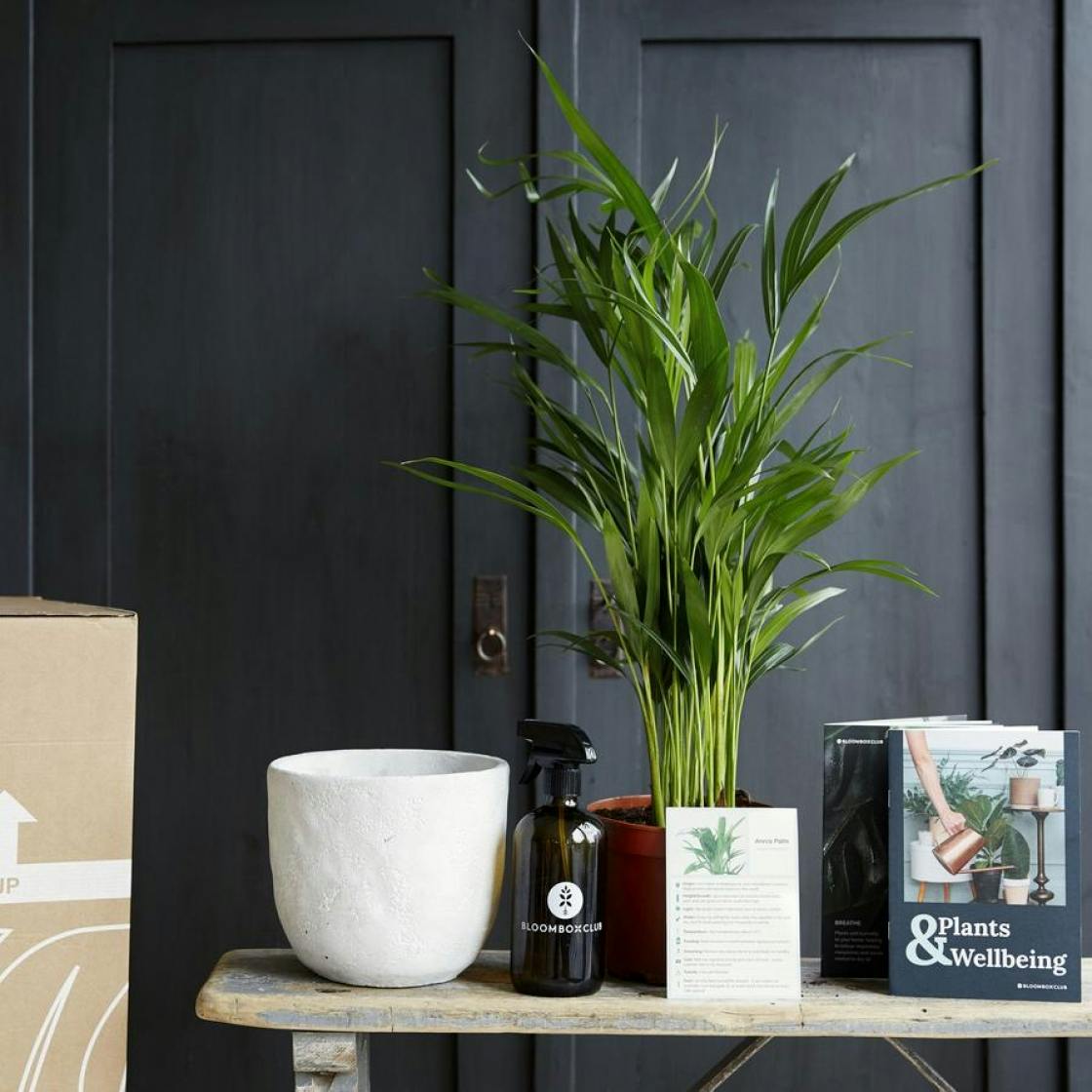 Indoor plants online store