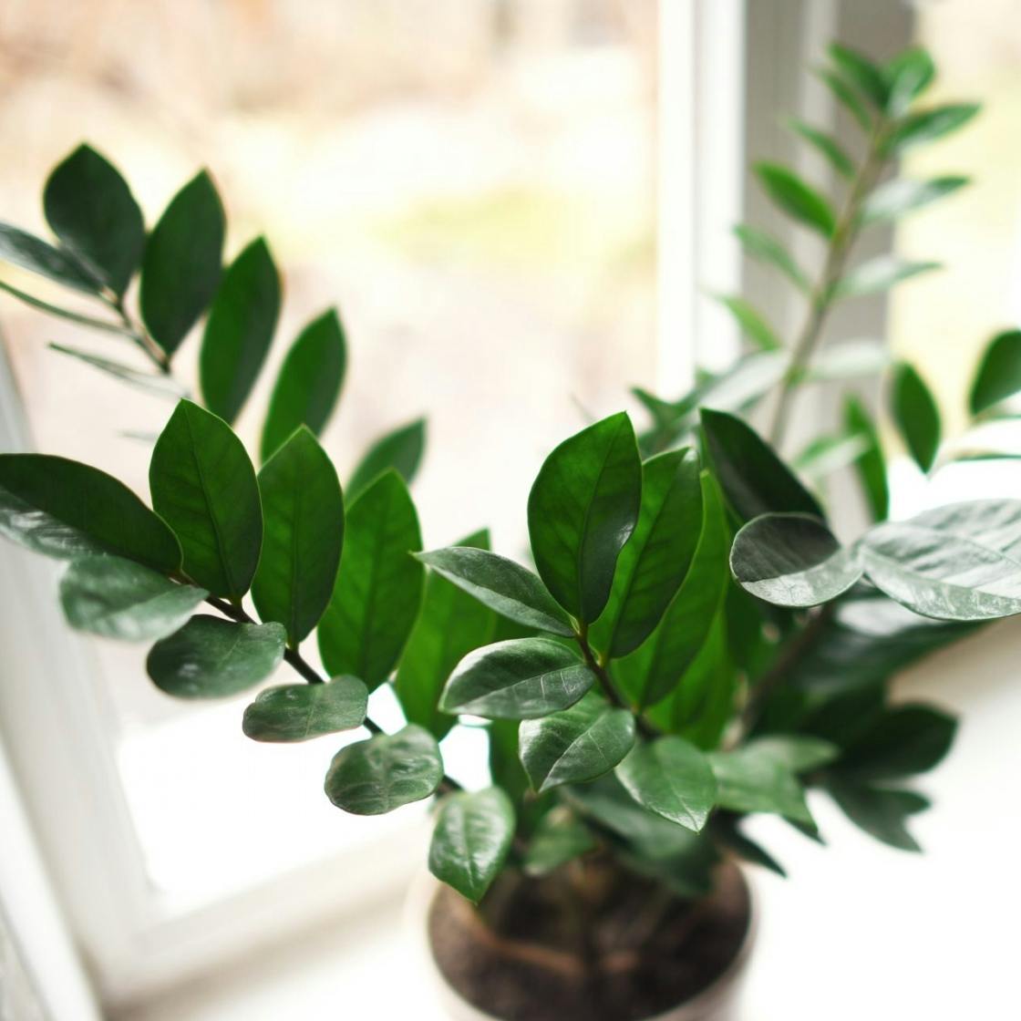 Why Aren'T My Indoor Plants Growing? 