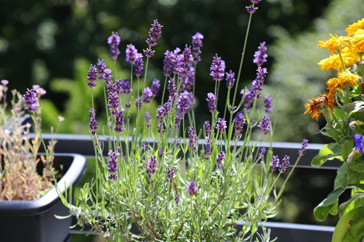 Lavender on a balcony