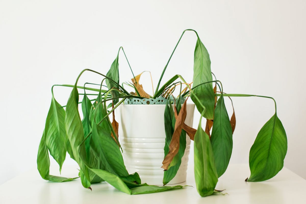 How to care for and revive a drooping or wilted plant