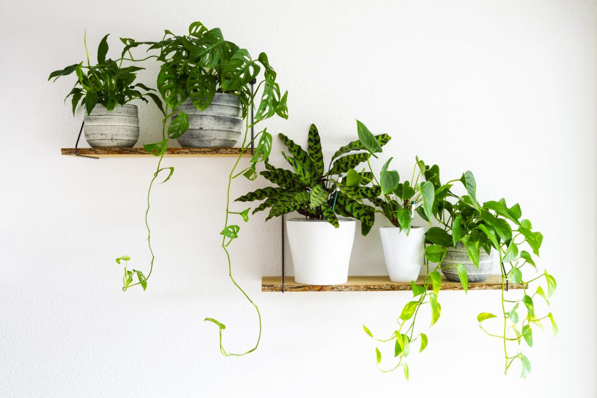 Plants on a shelf