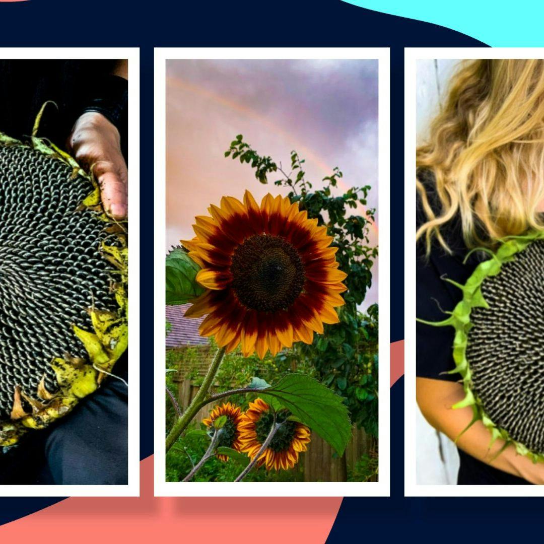 Sunflowers How to grow, plant and harvest sunflowers from seeds