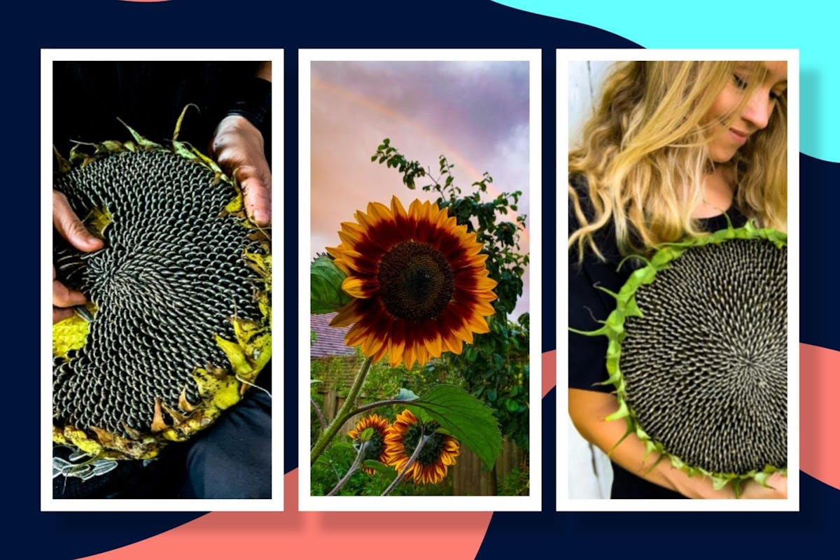 how-to-grow-sunflowers