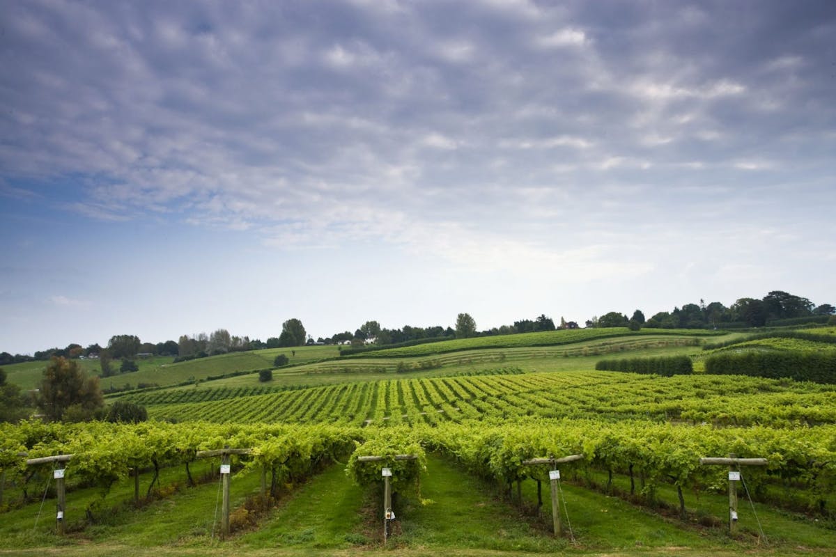 Best UK Vineyards: 11 of the best British vineyards to explore on a summer’s day