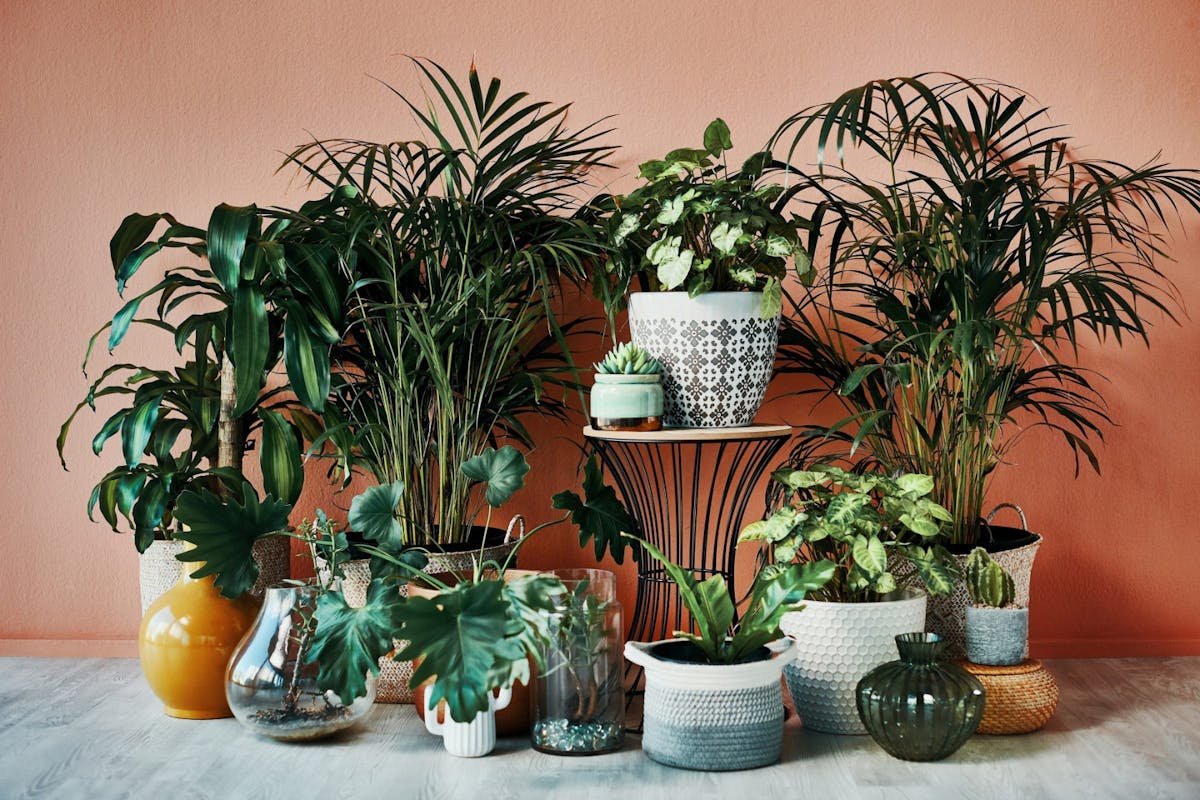 A collection of houseplants