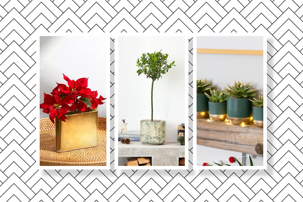 A compilation of Christmas plants