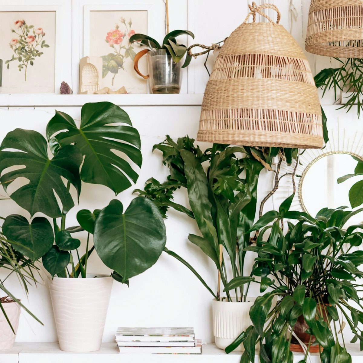 buy plants online: 11 online plant shops and garden centres