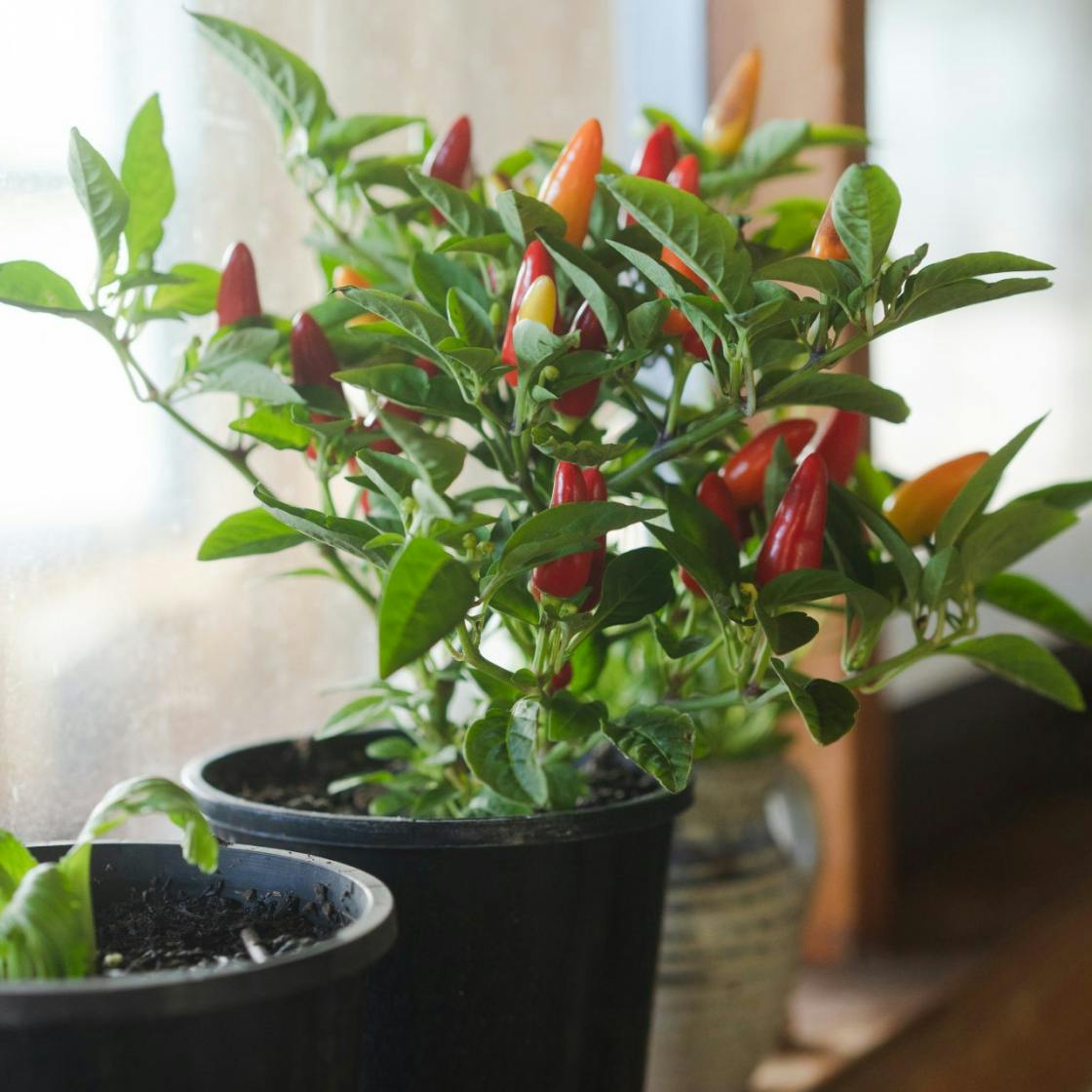 Indoor gardening: 3 crops to grow on a kitchen windowsill