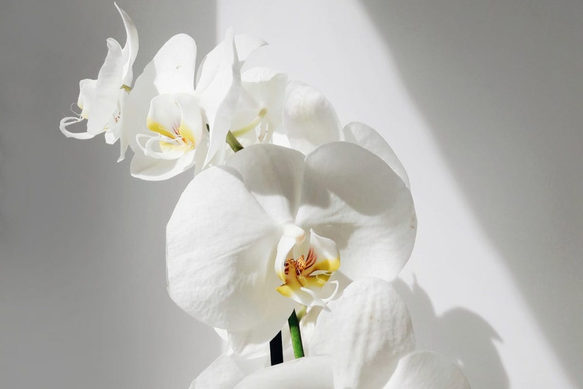 A white orchid against a white background