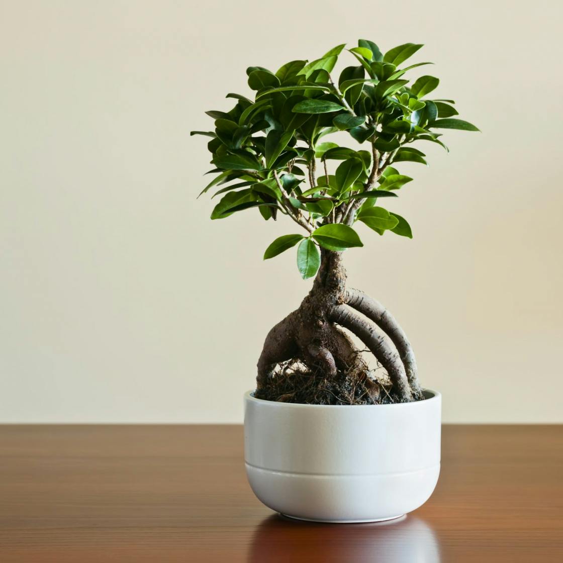 Bonsai tree care a beginners guide to looking after a new plant